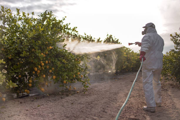 Best Bed Bug Extermination  in Soulsbyville, CA