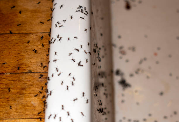 Best Commercial Pest Control Services  in Soulsbyville, CA