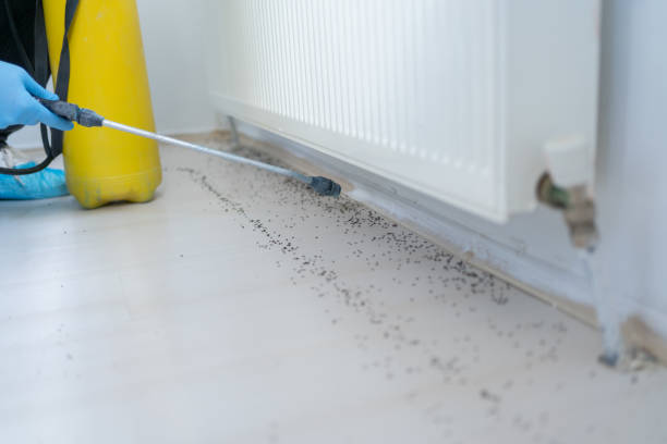 Best Emergency Pest Control  in Soulsbyville, CA